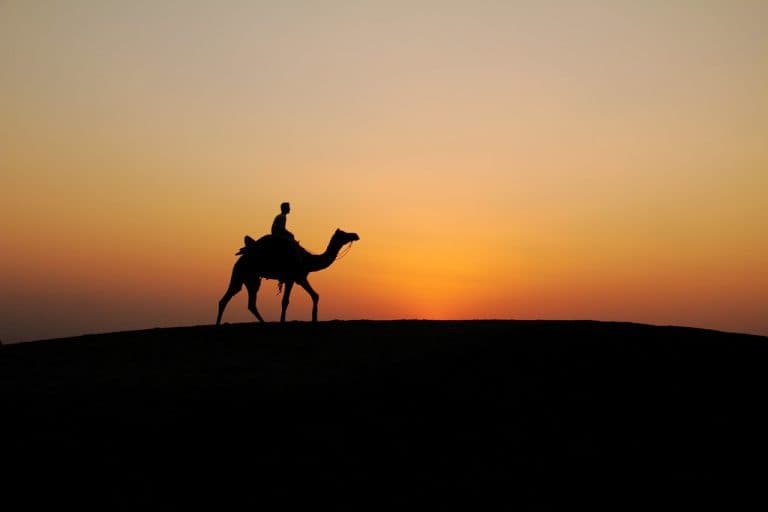 Camel