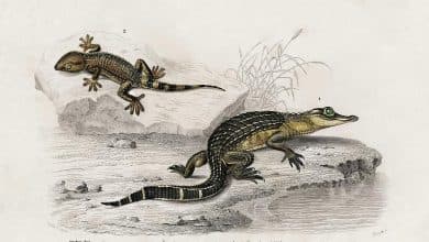 alligator-alligator-incius-and-lilfordswall-lizard-podarcis-lilfordi-illustrated-by-charles-des-celestial-images