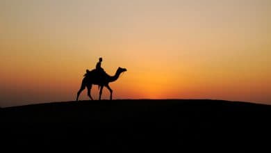 Camel