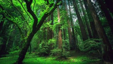 hutan2