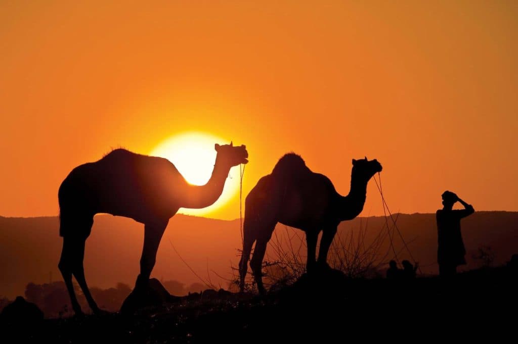 https://cdn.britannica.com/95/152295-050-041D8C96/Camels-state-Rajasthan-India.jpg